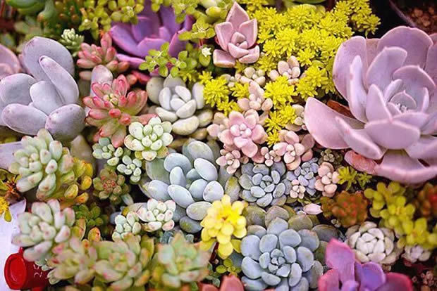 �Aͤ悈Fί���Ϻ������y�T�S�_չ΢���^�GֲDIY��ӣ��D2��